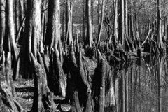 cypress-knees-black-white-07