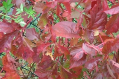 fall-and-leaves-i
